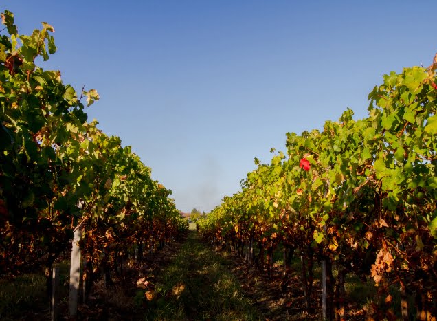 Les cépages du vin rouge se composent de merlot, cabernet sauvignon, petit verdo, carmenère et le blanc est issu de Sauvignon à 100%. 